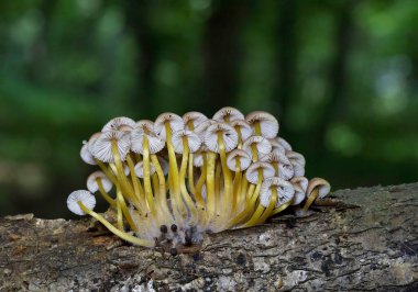 Mycena renati, commonly known as the beautiful bonnet is a species of mushroom in the Mycenaceae family. The cap is initially conic or parabolic, but expands somewhat in maturity to become convex, and typically reaches dimensions of up to 3.2 cm. clipart