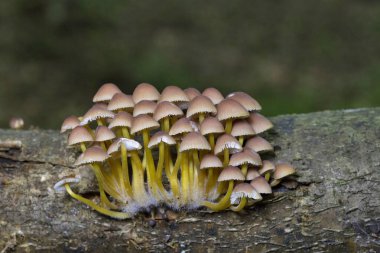 Mycena renati, Mycenaceae familyasından bir mantar türüdür. Kapak başlangıçta konik ya da paraboliktir, ancak dışbükey olmak için biraz olgunlaşır ve tipik olarak 3.2 cm boyutlara ulaşır..