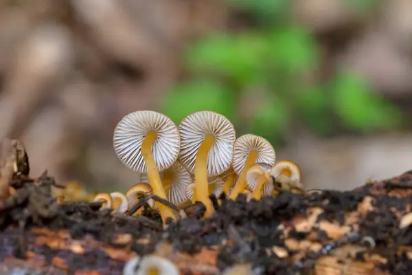 stock image Mycena renati, commonly known as the beautiful bonnet is a species of mushroom in the Mycenaceae family. The cap is initially conic or parabolic, but expands somewhat in maturity to become convex, and typically reaches dimensions of up to 3.2 cm.