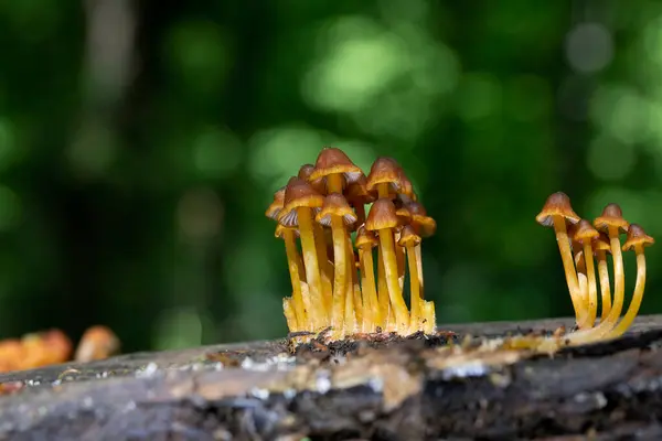 stock image Mycena renati, commonly known as the beautiful bonnet is a species of mushroom in the Mycenaceae family. The cap is initially conic or parabolic, but expands somewhat in maturity to become convex, and typically reaches dimensions of up to 3.2 cm.