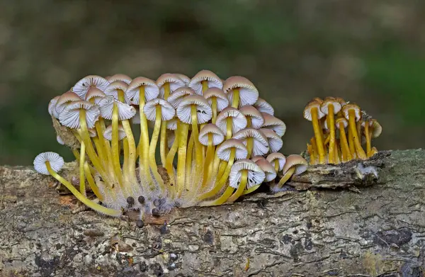 stock image Mycena renati, commonly known as the beautiful bonnet is a species of mushroom in the Mycenaceae family. The cap is initially conic or parabolic, but expands somewhat in maturity to become convex, and typically reaches dimensions of up to 3.2 cm.