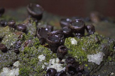 Bulgaristan engizisyonu Phacidiacea ailesinde bir mantar. Fakir adamın meyan kökü, siyah bulgar ve siyah jöle damlaları olarak bilinir. Avrupa ve Kuzey Amerika 'da meşe, boynuz ışığı ve kül de dahil olmak üzere ölü ağaçlarda yetişir..