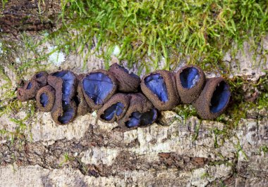 Bulgaristan engizisyonu Phacidiacea ailesinde bir mantar. Fakir adamın meyan kökü, siyah bulgar ve siyah jöle damlaları olarak bilinir. Avrupa ve Kuzey Amerika 'da meşe, boynuz ışığı ve kül de dahil olmak üzere ölü ağaçlarda yetişir..