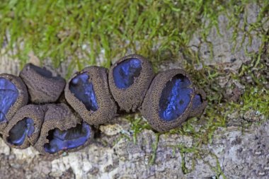 Bulgaristan engizisyonu Phacidiacea ailesinde bir mantar. Fakir adamın meyan kökü, siyah bulgar ve siyah jöle damlaları olarak bilinir. Avrupa ve Kuzey Amerika 'da meşe, boynuz ışığı ve kül de dahil olmak üzere ölü ağaçlarda yetişir..