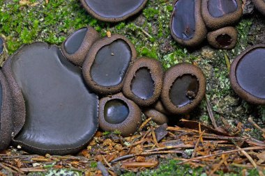 Bulgaristan engizisyonu Phacidiacea ailesinde bir mantar. Fakir adamın meyan kökü, siyah bulgar ve siyah jöle damlaları olarak bilinir. Avrupa ve Kuzey Amerika 'da meşe, boynuz ışığı ve kül de dahil olmak üzere ölü ağaçlarda yetişir..