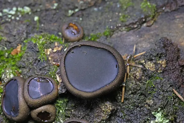 stock image Bulgaria inquinans is a fungus in the family Phacidiaceae.It is commonly known by the names poor man's licorice, black bulgar and black jelly drops.It grows on dead trees including oak, hornbeam, and ash in Europe and North America.