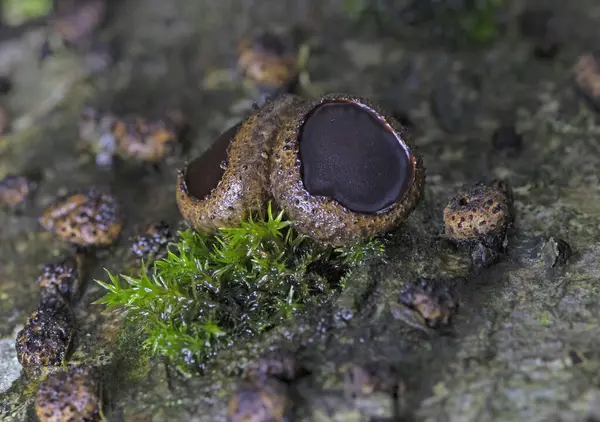 stock image Bulgaria inquinans is a fungus in the family Phacidiaceae.It is commonly known by the names poor man's licorice, black bulgar and black jelly drops.It grows on dead trees including oak, hornbeam, and ash in Europe and North America.