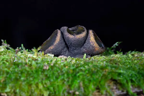 stock image Bulgaria inquinans is a fungus in the family Phacidiaceae.It is commonly known by the names poor man's licorice, black bulgar and black jelly drops.It grows on dead trees including oak, hornbeam, and ash in Europe and North America.