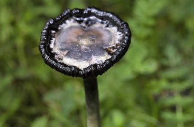 Coprinus komatı, genellikle sık sık çakıl yolları boyunca çimlerde büyüyen yaygın bir mantar türüdür. Genç meyve gövdeleri önce yerden beyaz silindirler olarak ortaya çıkar, sonra çan şeklinde kapaklar açılır.