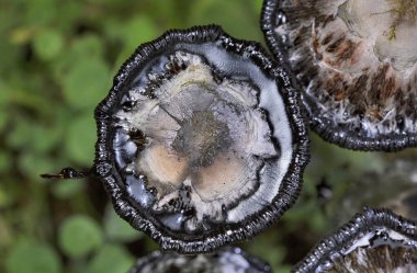 Coprinus komatı, genellikle sık sık çakıl yolları boyunca çimlerde büyüyen yaygın bir mantar türüdür. Genç meyve gövdeleri önce yerden beyaz silindirler olarak ortaya çıkar, sonra çan şeklinde kapaklar açılır.