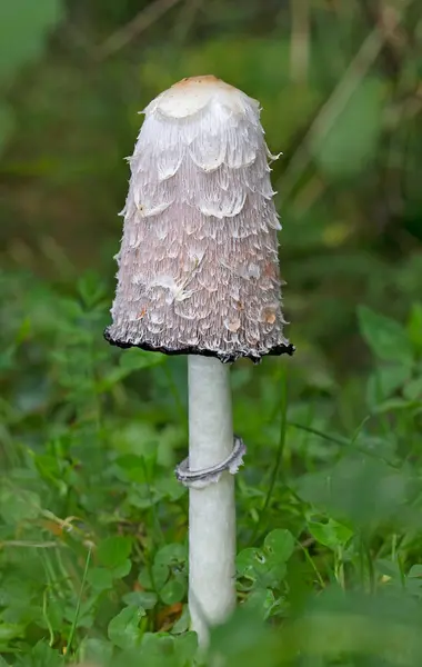 Coprinus komatı, genellikle sık sık çakıl yolları boyunca çimlerde büyüyen yaygın bir mantar türüdür. Genç meyve gövdeleri önce yerden beyaz silindirler olarak ortaya çıkar, sonra çan şeklinde kapaklar açılır.