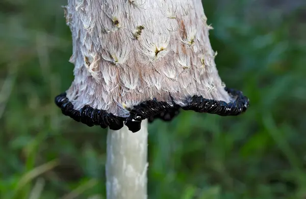 stock image Coprinus comatus commonly known as the shaggy ink cap or shaggy mane is a common fungus often seen growing on lawns along gravel roads.The young fruit bodies first appear as white cylinders emerging from the ground then the bell-shaped caps open out