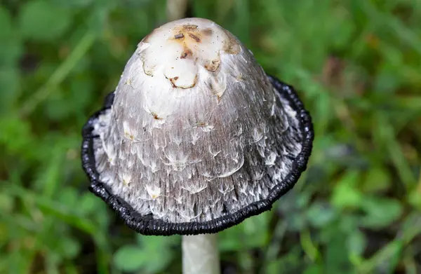 Coprinus komatı, genellikle sık sık çakıl yolları boyunca çimlerde büyüyen yaygın bir mantar türüdür. Genç meyve gövdeleri önce yerden beyaz silindirler olarak ortaya çıkar, sonra çan şeklinde kapaklar açılır.