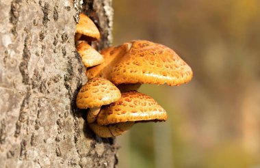 Pholiota aurivella, commonly known as the golden pholiota, is a species of fungus in the family Strophariaceae that is found in native forest of Romania