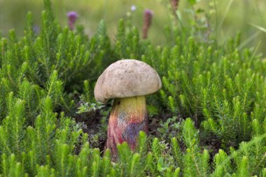 Caloboletus calopus, commonly known as the bitter beech bolete or scarlet-stemmed bolete, is a fungus of the bolete family. Appearing in coniferous and deciduous woodland in summer and autumn. clipart