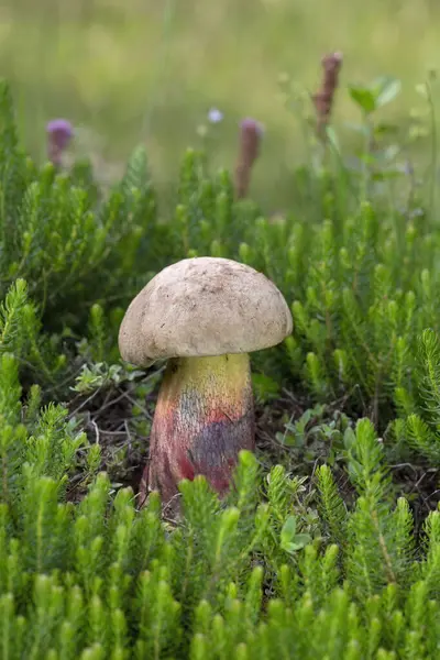 stock image Caloboletus calopus, commonly known as the bitter beech bolete or scarlet-stemmed bolete, is a fungus of the bolete family. Appearing in coniferous and deciduous woodland in summer and autumn.