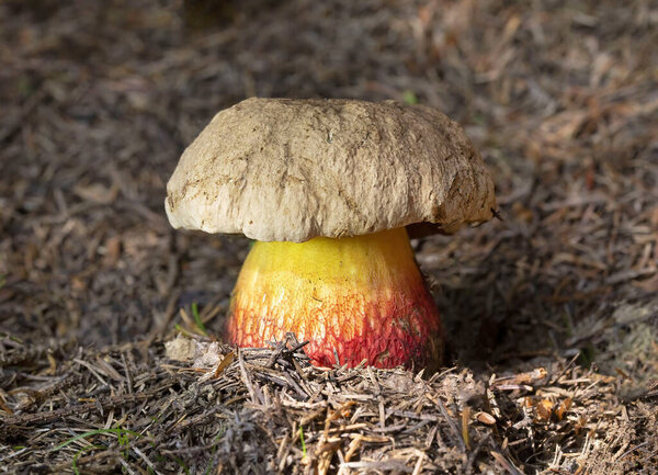Caloboletus calopus, commonly known as the bitter beech bolete or scarlet-stemmed bolete, is a fungus of the bolete family. Appearing in coniferous and deciduous woodland in summer and autumn.