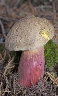 Caloboletus calopus (yaygın olarak acı bolete, acı kayın boleti veya kırmızı saplı bolete olarak bilinir), Asya, Kuzey Avrupa ve Kuzey Amerika 'da bulunan bir mantar türüdür.