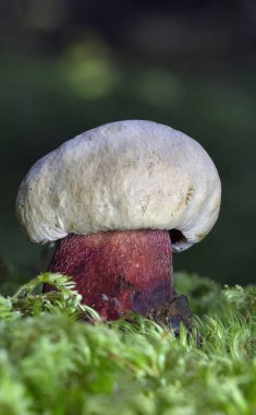 Caloboletus calopus, commonly known as the bitter bolete, bitter beech bolete or scarlet-stemmed bolete, is a fungus of the bolete family, found in Asia, Northern Europe and North America clipart