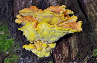 Laetiporus sulphureus, Avrupa 'da bulunan bir mantar türüdür. Yaygın isimleri: Ormandaki yengeç, sülfür poliporu, sülfür rafı ve orman tavuğu.