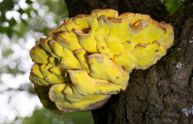 Laetiporus sulphureus, Avrupa 'da bulunan bir mantar türüdür. Yaygın isimleri: Ormandaki yengeç, sülfür poliporu, sülfür rafı ve orman tavuğu.