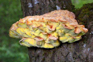 Laetiporus sulphureus, Avrupa 'da bulunan bir mantar türüdür. Yaygın isimleri: Ormandaki yengeç, sülfür poliporu, sülfür rafı ve orman tavuğu.