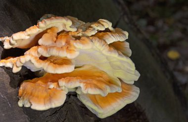 Laetiporus sulphureus, Avrupa 'da bulunan bir mantar türüdür. Yaygın isimleri: Ormandaki yengeç, sülfür poliporu, sülfür rafı ve orman tavuğu.