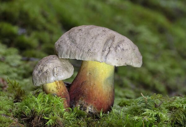 Caloboletus calopus, commonly known as the bitter bolete, bitter beech bolete or scarlet-stemmed bolete, is a fungus of the bolete family, found in Asia, Northern Europe and North America