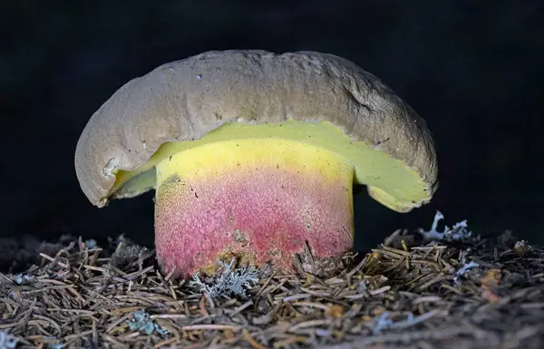 stock image Caloboletus calopus, commonly known as the bitter bolete, bitter beech bolete or scarlet-stemmed bolete, is a fungus of the bolete family, found in Asia, Northern Europe and North America