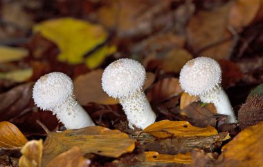 Lycoperdon perlatum, yaygın olarak bilinen adıyla puffball, siğilli puffball, mücevher desenli puffball veya şeytan enfiye kutusu, Agaricaceae familyasından bir tüy mantarıdır..