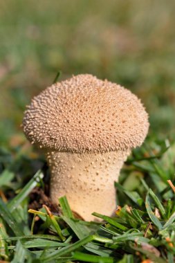 Lycoperdon perlatum, yaygın olarak bilinen adıyla puffball, siğilli puffball, mücevher desenli puffball veya şeytan enfiye kutusu, Agaricaceae familyasından bir tüy mantarıdır..