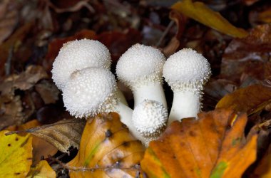 Lycoperdon perlatum, yaygın olarak bilinen adıyla puffball, siğilli puffball, mücevher desenli puffball veya şeytan enfiye kutusu, Agaricaceae familyasından bir tüy mantarıdır..