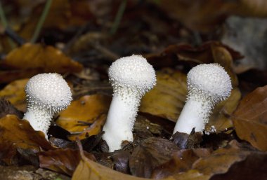 Lycoperdon perlatum, yaygın olarak bilinen adıyla puffball, siğilli puffball, mücevher desenli puffball veya şeytan enfiye kutusu, Agaricaceae familyasından bir tüy mantarıdır..
