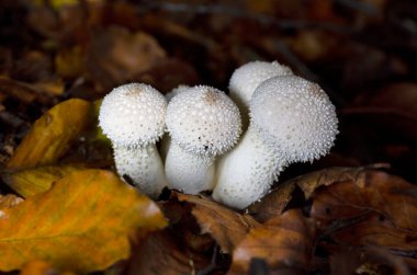 Lycoperdon perlatum, yaygın olarak bilinen adıyla puffball, siğilli puffball, mücevher desenli puffball veya şeytan enfiye kutusu, Agaricaceae familyasından bir tüy mantarıdır..