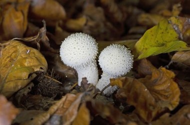 Lycoperdon perlatum, yaygın olarak bilinen adıyla puffball, siğilli puffball, mücevher desenli puffball veya şeytan enfiye kutusu, Agaricaceae familyasından bir tüy mantarıdır..