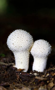 Lycoperdon perlatum, yaygın olarak bilinen adıyla puffball, siğilli puffball, mücevher desenli puffball veya şeytan enfiye kutusu, Agaricaceae familyasından bir tüy mantarıdır..