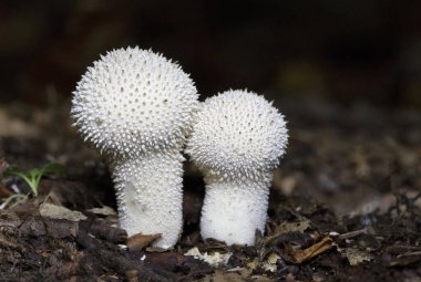 Lycoperdon perlatum, yaygın olarak bilinen adıyla puffball, siğilli puffball, mücevher desenli puffball veya şeytan enfiye kutusu, Agaricaceae familyasından bir tüy mantarıdır..