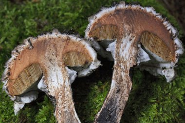 Strobilomyces strobilaceus (Strobilomyces strobilaceus). Genel adı, köknar konisinin bir köknar konisinin pullarına olan benzerliğine atıfta bulunan Yunanca 