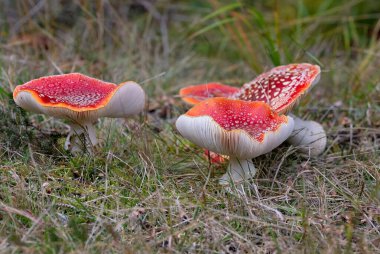 Amanita muscaria meşhurdur, büyüleyici ve son derece zehirlidir. Fly Akaric 'in beyaz benekli ve beyaz solungaçlı parlak kırmızı bir şapkası var. Çapı 20 cm, boyu 30 cm olabilir ve nefis bir kokusu vardır..