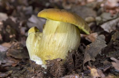 Leccinellum crocipodium is a species of bolete fungus in the family Boletaceae. Fruitbodies contain a benzotropolone pigment called crocipodin. clipart