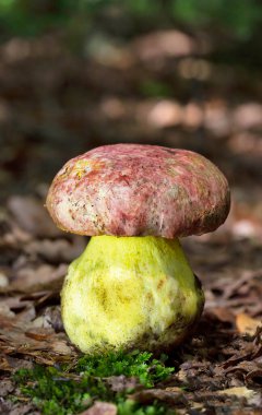 Ormanın kralı. Boletus Rejimi Syn. Butyriboletus regius, Basidiomycota familyasından, Boletaceae familyasından, yenebilir bir mantar türüdür.