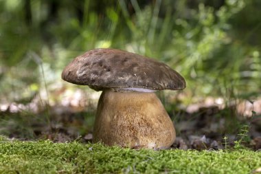 Boletus aereus, Boletaceae familyasından oldukça değerli ve yenebilir bir mantar türüdür. Meyve gövdesinin büyük koyu kahverengi bir kapağı vardır, çapı 30 cm 'ye ulaşabilir.. 