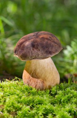 Boletus aereus, Boletaceae familyasından oldukça değerli ve yenebilir bir mantar türüdür. Meyve gövdesinin büyük koyu kahverengi bir kapağı vardır, çapı 30 cm 'ye ulaşabilir.. 
