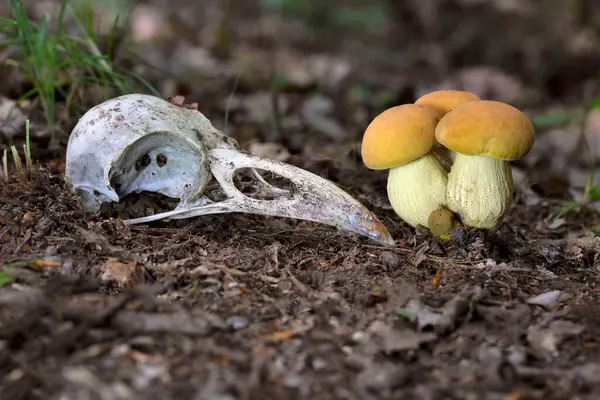 stock image Leccinellum crocipodium is a species of bolete fungus in the family Boletaceae. Fruitbodies contain a benzotropolone pigment called crocipodin.