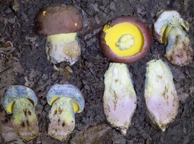 Butyriboletus fuscoroseus, Boletaceae familyasından gözenekli bir mantar türü. Ana sezonu Haziran 'da başlar ve Kasım' da biter..