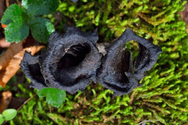 Craterellus cornucopioides ya da bol boynuzlu yenebilir bir mantar türüdür. Ayrıca siyah chanterelle, siyah trompet, trompet de la mort, trombetta dei morti veya ölülerin trompeti olarak da bilinir..