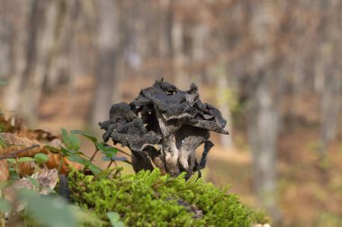 Craterellus cornucopioides ya da bol boynuzlu yenebilir bir mantar türüdür. Ayrıca siyah chanterelle, siyah trompet, trompet de la mort, trombetta dei morti veya ölülerin trompeti olarak da bilinir..