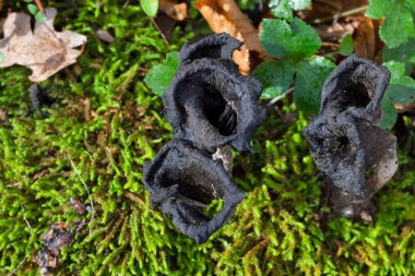 Craterellus cornucopioides ya da bol boynuzlu yenebilir bir mantar türüdür. Ayrıca siyah chanterelle, siyah trompet, trompet de la mort, trombetta dei morti veya ölülerin trompeti olarak da bilinir..