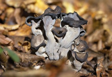 Craterellus cornucopioides ya da bol boynuzlu yenebilir bir mantar türüdür. Ayrıca siyah chanterelle, siyah trompet, trompet de la mort, trombetta dei morti veya ölülerin trompeti olarak da bilinir..