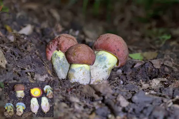 stock image Butyriboletus fuscoroseus is a pored mushroom in the family Boletaceae, is a rare mushroom that grows mainly on forest soils. Its main season begins in June and ends in November.